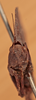 CollectionObject 1531093; UZIU Thunberg Collection nr 222188, 033d58a7-e764-4fd9-aa73-ac1b279f1d6e: male, frontal view (holotype). (CollectionObject).