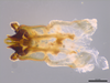 CollectionObject 1945428; 8f18692e-1fa2-46c0-aaaa-02300d861669: Holotype, phallic complex, ventral view. (CollectionObject).