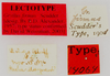 labels (lectotype). Depicts CollectionObject 1522822; b27c3b75-6e6b-43ff-8ae4-f2bebfec177b, a CollectionObject.