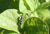 FieldOccurrence 3714; 4fd0ca9a-0b26-4d23-a50e-0c07d94c2a80: female nymph. (FieldOccurrence).