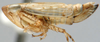 Habitus, lateral view on Caffrolix Linnavuori, 1961: Caffrolix conicus, laterally (INHS). (Observation).
