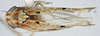 Habitus, dorsal view: !! display not done !! on T4405: Loeia Duan, 2017: (Observation).