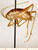 CollectionObject 1499252; c86d1fe8-3a5e-49f1-9e23-45142ea53f39: male, lateral view (holotype). (CollectionObject).