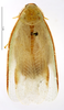 CollectionObject 1587263; MNHN(SF IMPORT DUPLICATE) MNHN-EP-EP1175, b11befce-ab0b-44a4-96b5-82ad7f673f7b: CC BY-NC-ND 4.0/MNHN - Depraetere Marion - 2014. Paratype, female, of aurora Hebard, 1926. Specimen number: MNHN-EP-EP1175. http://coldb.mnhn.fr/catalognumber/mnhn/ep/ep1175. (CollectionObject).
