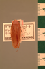 Rhabdoblatta plena (Walker, 1868): Copyright UMO, Oxford. Type of synonym Epilampra fervida, dorsal view. (Otu).