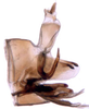 Pygofer, lateral view on Dwightla acutipennis (Linnavuori & Al-Ne'amy, 1983): Dwightla acutipennis, genital capsule, laterally (MNHN). (Observation).