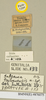 Salganea taiwanensis taiwanensis Roth, 1979: Copyright Natural History Museum, London. Labels from paratype (adult male) in BM(NH). (Otu).