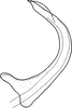 Aedeagus, lateral view on Brazosa beni Pinedo-Escatel & Dietrich, 2020: (Observation).