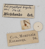 CollectionObject 1588491; 4ded3a74-1c88-4b56-834a-6fbdea1fa60b: labels (paratype). (CollectionObject).
