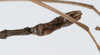 CollectionObject 1559866; c2cb55f4-bec6-4fa6-b676-c300a3afacc1: copyright ZMUH, Hamburg. male: end of abdomen, ventral view (holotype). (CollectionObject).