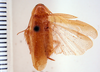 Symploce lita Hebard, 1916: Photo by Heidi Hopkins. dorsal habitus. (Otu).