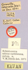 CollectionObject 1499618; e50dbc8b-eb4f-4d26-96da-ed12f207743f: labels (allotype). (CollectionObject).