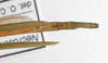 CollectionObject 1560064; d23926ac-6161-4256-921d-12a3deaa8fb7: copyright MNHU, Berlin. female: end of abdomen, dorsal view of Phasma prasinum (lectotype). (CollectionObject).