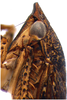 Head: !! display not done !! on Acuera (Acuera) adspersa (Stål, 1854): Male specimen [DZUP]: head, pronotum and mesonotum, lateral view. (Observation).