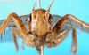 CollectionObject 1500154; 9e1506d2-9083-4799-8456-dcbcbe4e547f: female, frontal view (holotype of Gryllacris amplipennis). (CollectionObject).