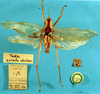CollectionObject 1520534; a8e0b379-31a6-4141-8eba-6d130c54988b: male, dorsal view (syntype of Tedla sellata). (CollectionObject).