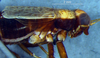 CollectionObject 1580115; 7eab2c46-da06-47a2-9152-d712abe3c5fb: male, lateral view (paratype). (CollectionObject).