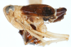 Habitus, lateral view on Delphacodes turgidus Beamer, 1948: (Observation).