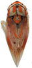 Habitus, dorsal view on Brazosa mildredireanae Pinedo-Escatel & Dietrich, 2020: (Observation).