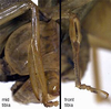 CollectionObject 1532180; b0376eab-055e-4de7-848e-abd7d9c38887: male mid and front tibiae (holotype). (CollectionObject).