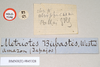 CollectionObject 1560490; faf21d13-87ac-4b01-993a-d203a4851e5e: copyright Natural History Museum, London. female, data labels - round label reversed (holotype). (CollectionObject).