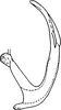 Aedeagus, lateral view on Eupteryx (Stacla) sikkimensis Dworakowska, 1994: Aedeagus, lateral view. (Observation).