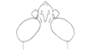 Locheuma brunneri (Scudder, 1875): Fig. 41. male, head, dorsal view. (Otu).