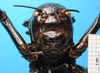 CollectionObject 1530830; cb9f8682-9805-4f07-9557-06b3ea4399e2: female frons (syntype of Eugaster guyoni inornata). (CollectionObject).