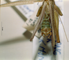 CollectionObject 1537780; f8ab8437-c8af-49be-99a8-30b0979d51e9: male cerci. (CollectionObject).