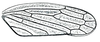 Forewing: !! display not done !! on Pendarus (Remadosus) Ball, 1929: Remadosus magnus, forewing. (Observation).