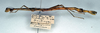 CollectionObject 1560915; 7bc1b81b-fe15-40ae-8562-9d2283aa5e07: copyright NMW. female, lateral view (syntype). (CollectionObject).;CollectionObject 1560916; b8f97275-b3f4-4847-9cda-4f8a5b4efe6b: copyright NMW. female, lateral view (syntype). (CollectionObject).