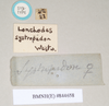 CollectionObject 1559624; NHMUK(SF IMPORT DUPLICATE) 844658, 15df20e6-7784-4c63-aa78-81f965258aae: copyright Natural History Museum, London. female, data labels [square label reversed] (lectotype). (CollectionObject).