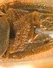 CollectionObject 1532157; NMW 6660, 97a52c45-8ea6-437f-96fd-f6c308fcc47e: 2014. male, stridulatory area (holotype). (CollectionObject).