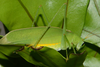 Mendesius albosignatus Piza, 1960: male, lateral view (RPPN UFMS, Campo Grande, Mato Grosso do Sul, Brazil). (Otu).