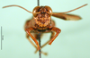 CollectionObject 1501532; c51b7534-0115-4b9e-93ca-c6855898267e, DORSA BA000163S01: male, frontal view (holotype). (CollectionObject).