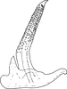 Aedeagus, lateral view: Aedeagus, lateral view. (Observation).