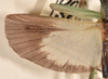 CollectionObject 1558284; 9fc7ed33-3550-471f-8e14-9c3838d7ce4c: copyright OUMNH. male wings (syntype). (CollectionObject).;CollectionObject 1558285; ad47c116-5c57-4e7d-af86-1e2d66166cd2: copyright OUMNH. male wings (syntype). (CollectionObject).