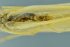 CollectionObject 1532129; NMW No. 4802, c0b54137-8d15-408e-9e0d-fda65fdfb4e3: male abdomen and terminalia, ventral view (holotype). (CollectionObject).
