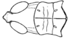 Stereotettix paralogistes Rehn, 1906: Fig. 20. head and pronotum. (Otu).