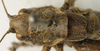 CollectionObject 1535134; 09af90a4-c577-4c09-aea9-58f904d63d96: female pronotum, dorsal view (lectotype). (CollectionObject).