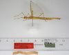 CollectionObject 1557078; 7d593be2-8f29-41e0-892b-a6f32695b1e4: copyright ZMUH, Hamburg. female, lateral view and data labels (holotype). (CollectionObject).