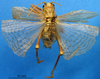 CollectionObject 1530862; b7ca62af-4af9-476c-9e22-16ebb7062df7: male, dorsal view (syntype of Prosopogryllacris falcata). (CollectionObject).
