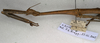 CollectionObject 1559474; NMW 532, 78d0ecad-ba71-439d-ba60-62f7bf56841e: copyright NMW, Vienna. female: head and thorax, lateral view of Dixippus jejunus (lectotype). (CollectionObject).