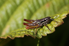 Euloryma vittipennis (Stål, 1875): 2014. male (Cape Province, Tafelberg). (Otu).