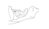 Cylindrotettix obscurus (Thunberg, 1827): Fig. 20B. male, abdomen end. (Otu).