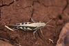 FieldOccurrence 109; 62981e0e-f07a-4521-9353-f0876d7790f8; Tanzania
Kilimanjaro southern slopes Uchira, 2013/02/??: male. (FieldOccurrence).