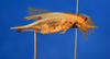 CollectionObject 1540287; dbac9ae7-0e6c-4c9e-ac88-923b571ba76d: female, lateral view (holotype). (CollectionObject).
