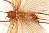 CollectionObject 1531236; 545a2eb5-7467-4859-b436-093cfa6080f1: female, dorsal view (syntype). (CollectionObject).