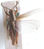 Cardenius bivittatus Bolívar, 1911: dorsal view. (Otu).