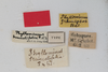 CollectionObject 1505773; a9a2bdcf-6f7e-47c1-88a6-003d3d71616d: female, labels (holotype). (CollectionObject).